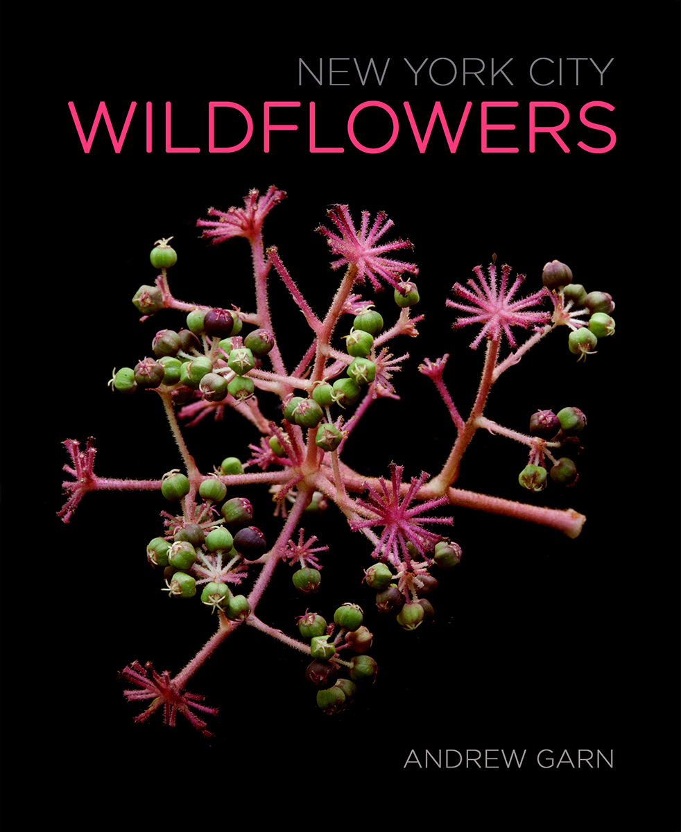 Garn-wildflower%20nyc%20cover.jpg
