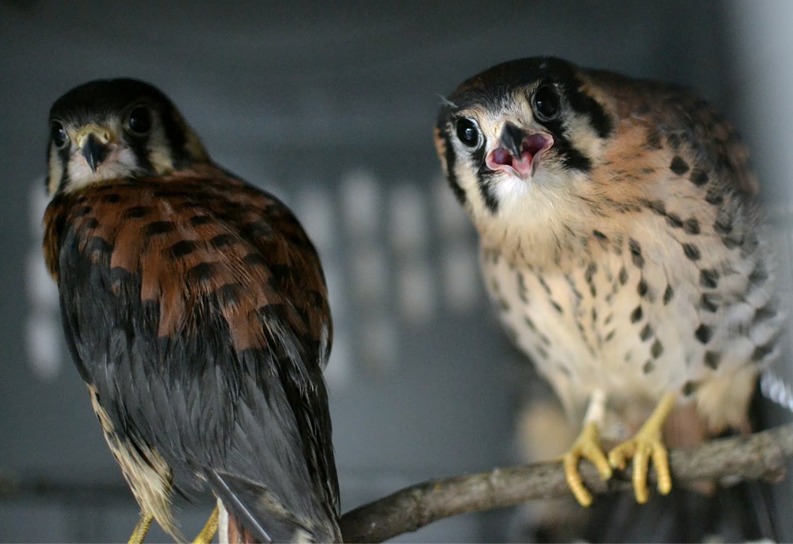 kestrels.png
