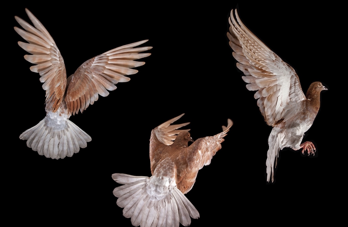 Donate to the Wild Bird Fund
